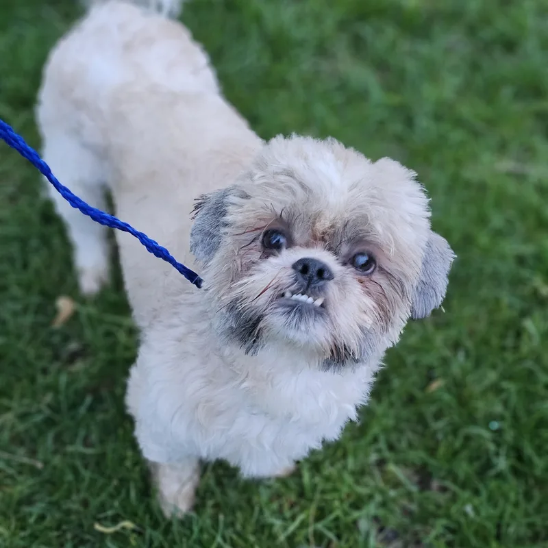 A young small-sized male Apricot / Beige Shih Tzu dog named Hudson Springfield for adoption in O Fallon, IL