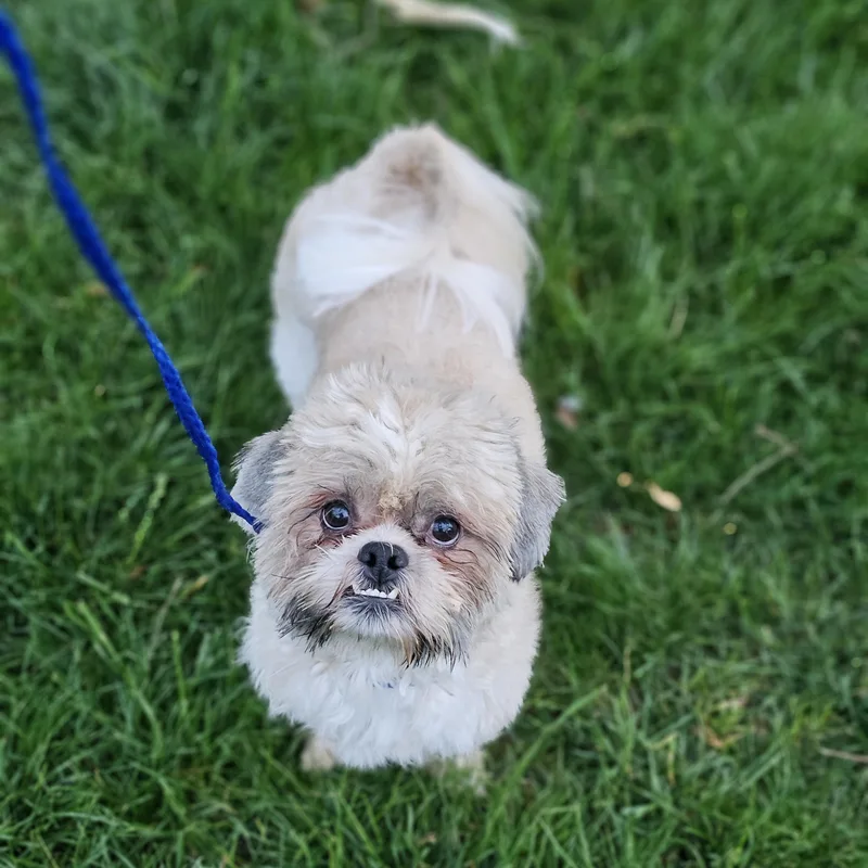 Hudson Springfield thumbnail 6