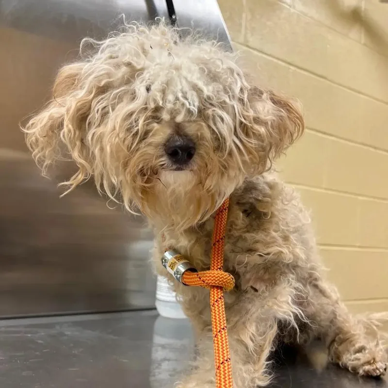An adult small-sized female White / Cream Poodle dog named Pearl for adoption in Arlington, VA