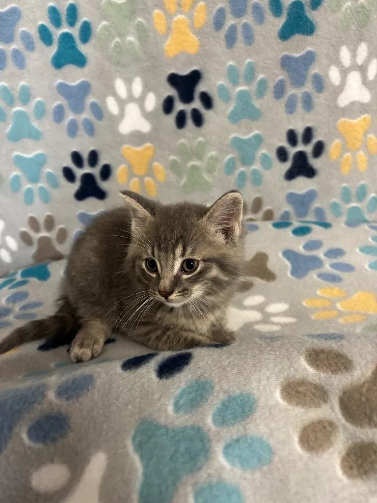 A baby small-sized male Domestic Short Hair cat named Private for adoption in Wabash, IN
