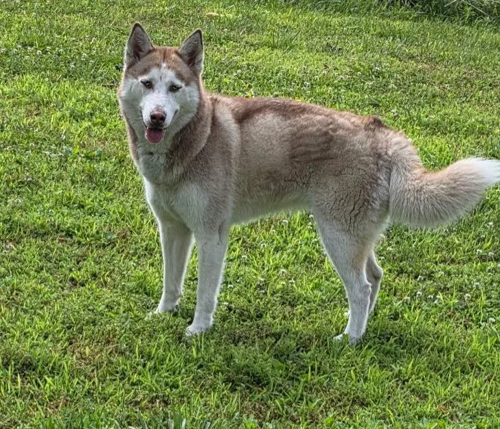 An adult medium-sized female Siberian Husky dog named Sasha for adoption in Wabash, IN