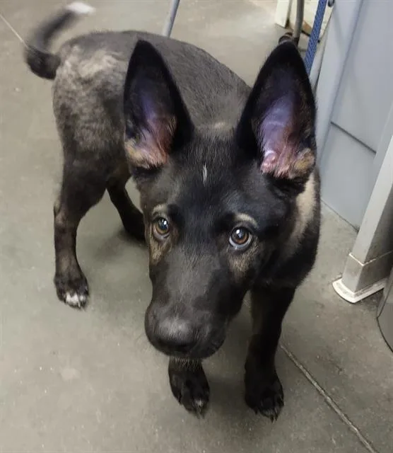 A baby small-sized male German Shepherd Dog dog named Lucky for adoption in Santa Cruz, CA