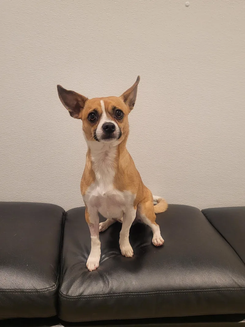 Benji