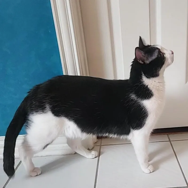 A young large-sized male Black & White / Tuxedo Domestic Short Hair cat named Tuxie for adoption in Allen, TX