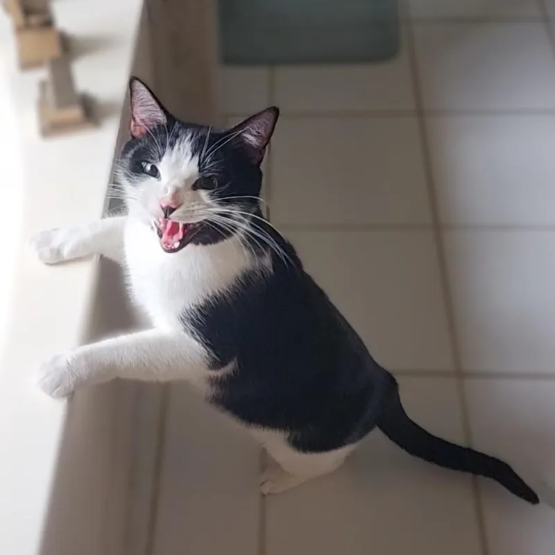 Tuxie thumbnail 2