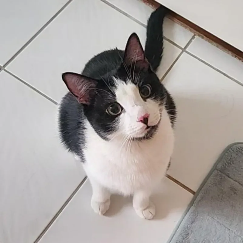 Tuxie thumbnail 3