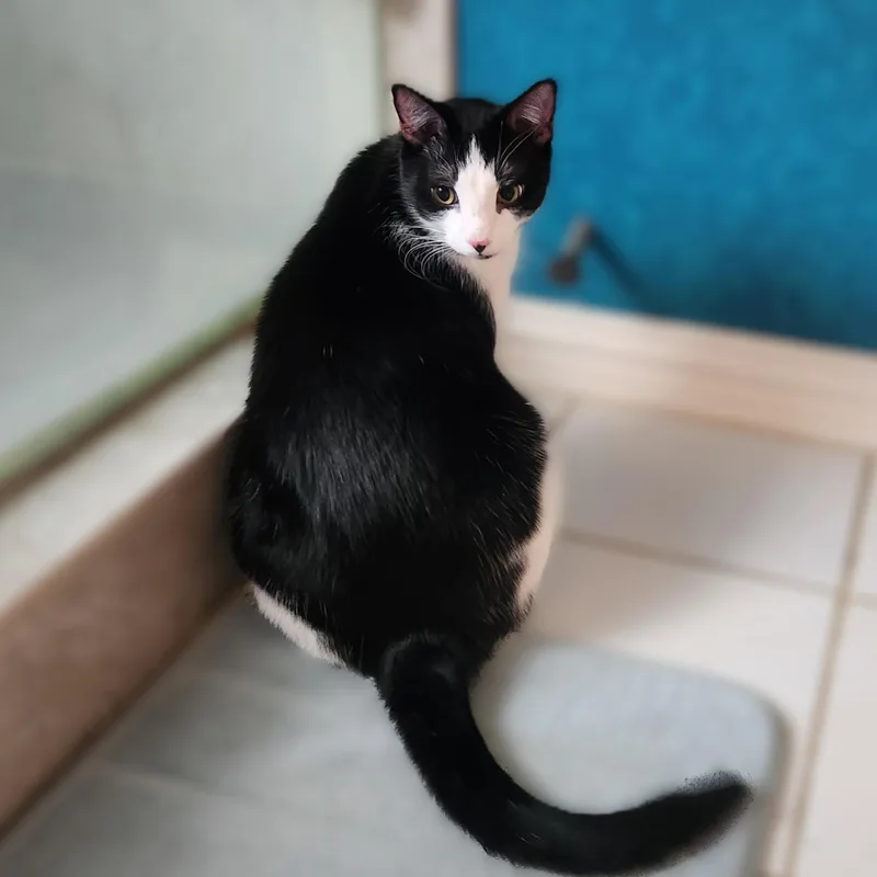 Tuxie thumbnail 4