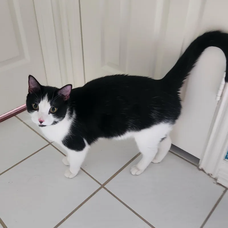 Tuxie thumbnail 5