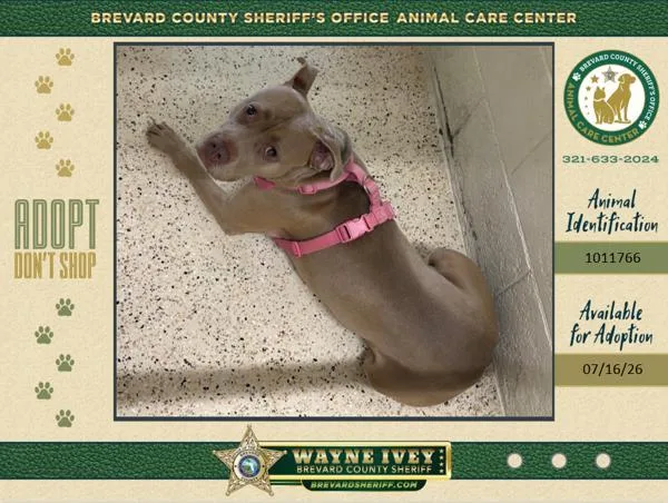 An adult medium-sized female Mixed Breed dog named Primrose for adoption in Melbourne, FL