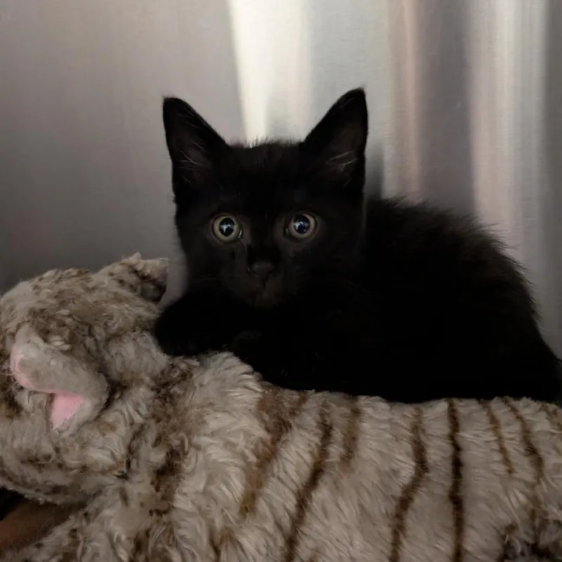 A baby small-sized female Domestic Short Hair cat named Velvet for adoption in Smithville, TN