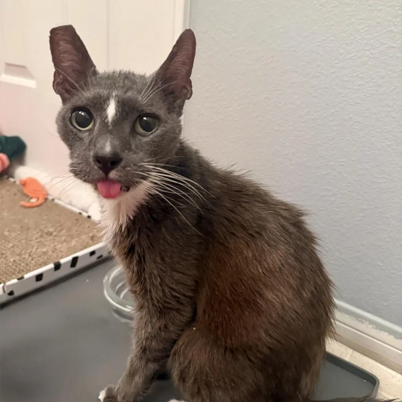 An adult medium-sized male Gray / Blue / Silver Domestic Short Hair cat named Jack for adoption in Long Beach, CA
