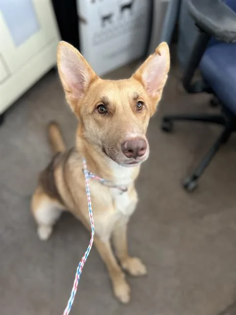 A young large-sized female Mixed Breed dog named Hazel for adoption in Dallas, TX