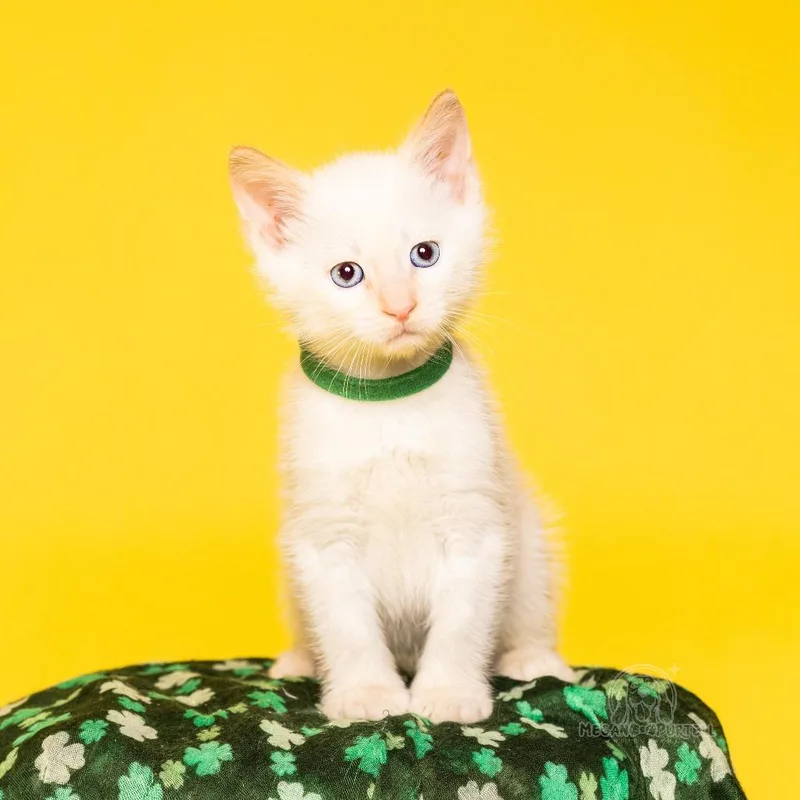A baby small-sized male White Domestic Medium Hair cat named Waddle's Dublin for adoption in Chantilly, VA