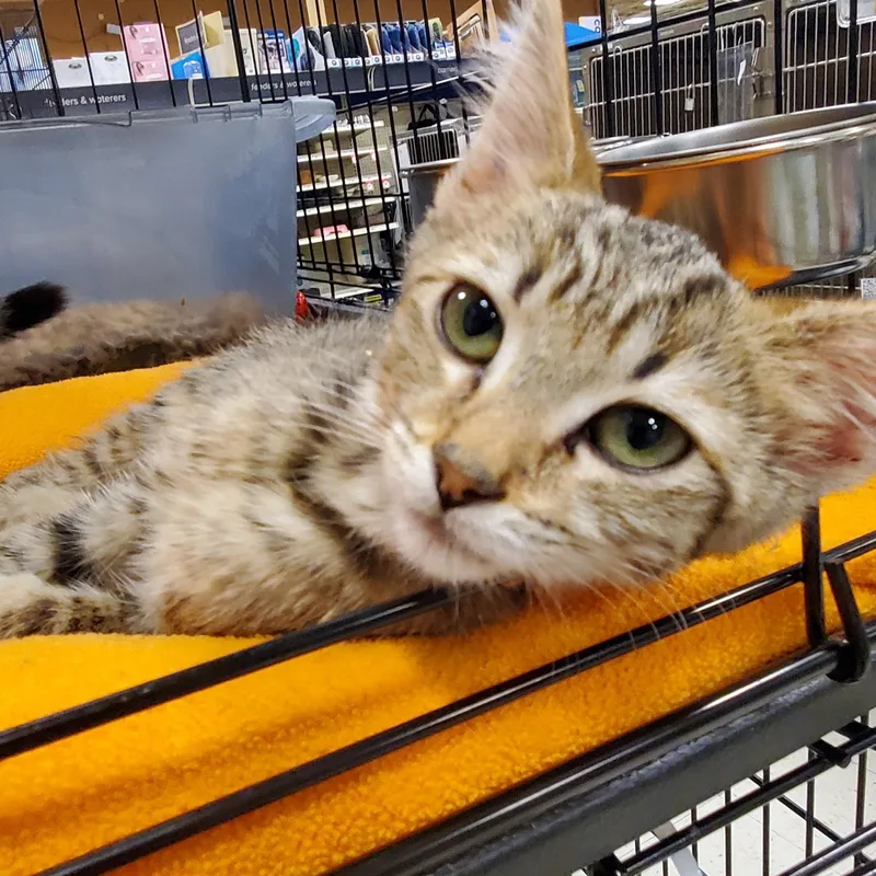 A baby small-sized female Tabby (Buff / Tan / Fawn) Tabby cat named Bea for adoption in Muncie, IN