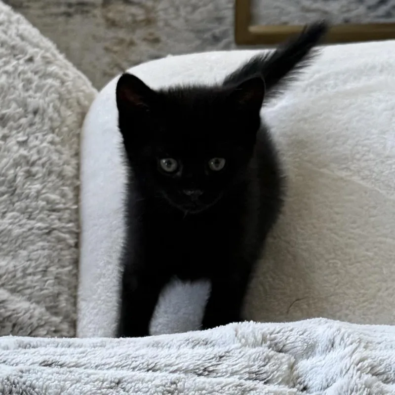 A baby small-sized female Domestic Short Hair cat named Hazel for adoption in Silver Spring, MD