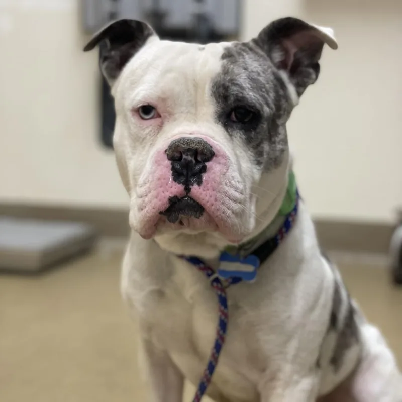 An adult medium-sized male White / Cream English Bulldog dog named Max for adoption in Riverside, CA