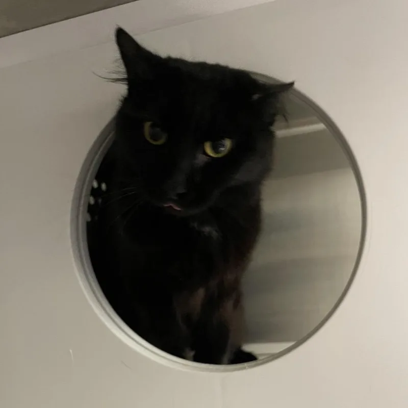A young medium-sized female Black Domestic Medium Hair cat named Solstice for adoption in Warwick, RI