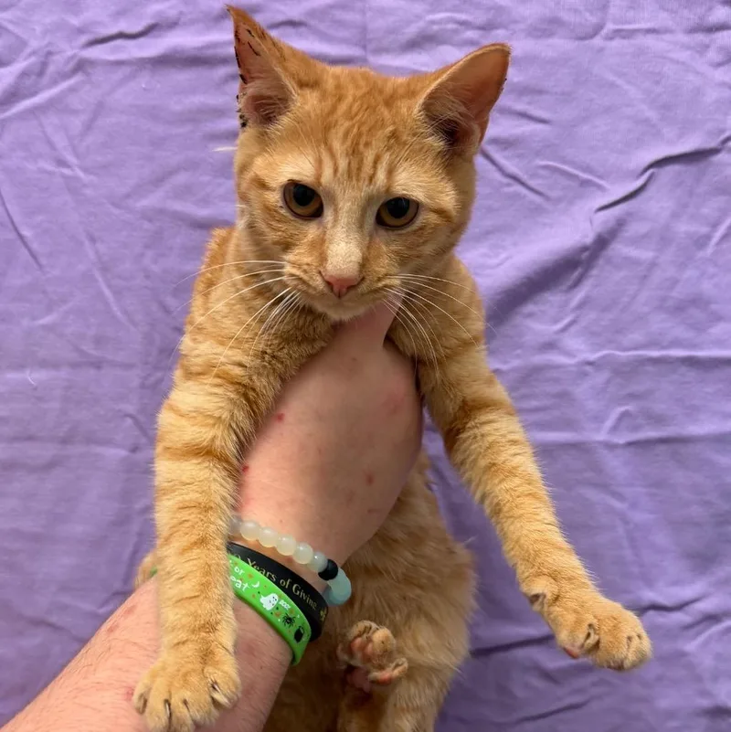 A baby small-sized male Domestic Short Hair cat named Pocus for adoption in Ewing, NJ