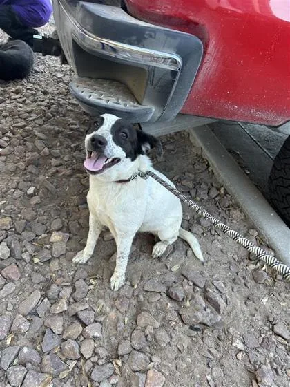 A young small-sized female White / Cream Mixed Breed dog named Molly for adoption in El Paso, TX