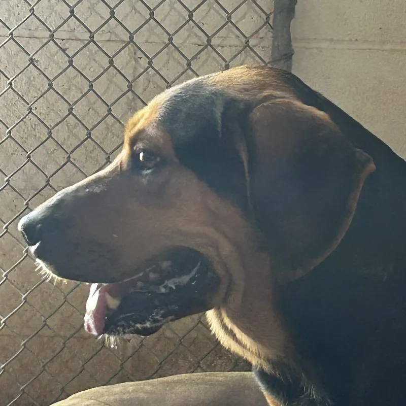 An adult small-sized female Brown / Chocolate Mixed Breed dog named Mighty Nein for adoption in Leander, TX