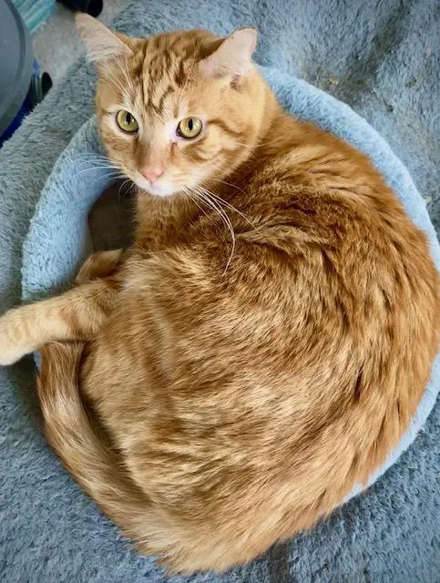 An adult large-sized male Tabby (Orange / Red) Domestic Short Hair cat named Bryce for adoption in Chattanooga, TN