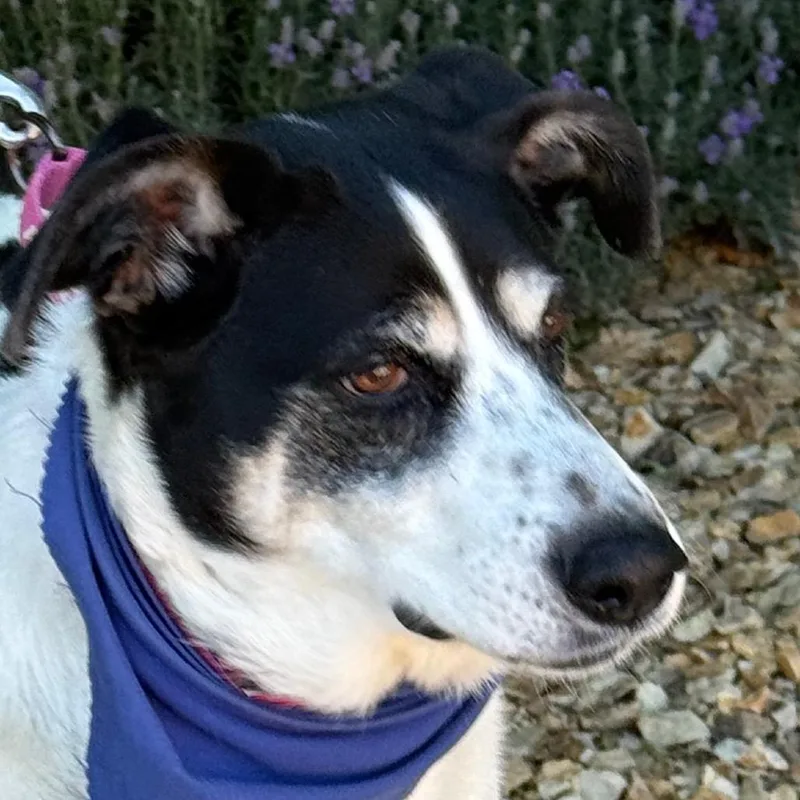 An adult large-sized female White / Cream Cattle Dog dog named Doris for adoption in Albuquerque, NM