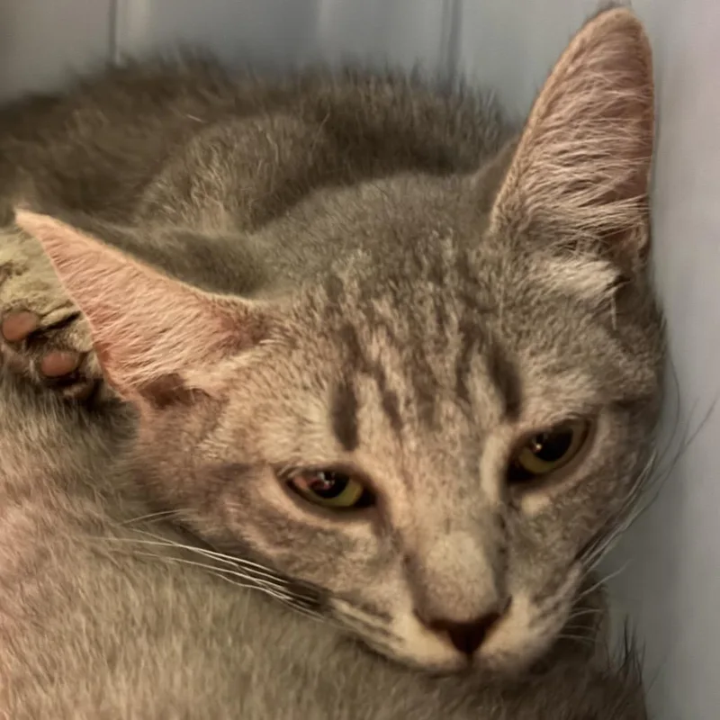 A baby small-sized male Gray / Blue / Silver Domestic Short Hair cat named Dumpurrdore for adoption in Charlottesville, VA