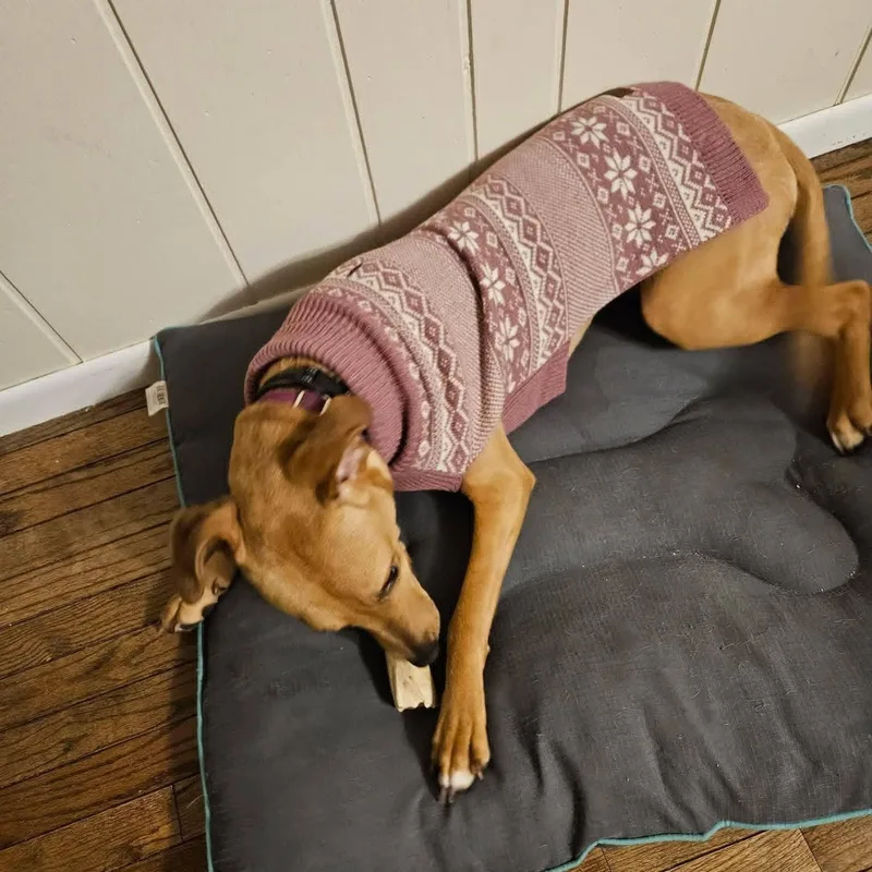 An adult medium-sized female Golden Black Mouth Cur dog named Bella C Courtesy listing for adoption in Midland, MI