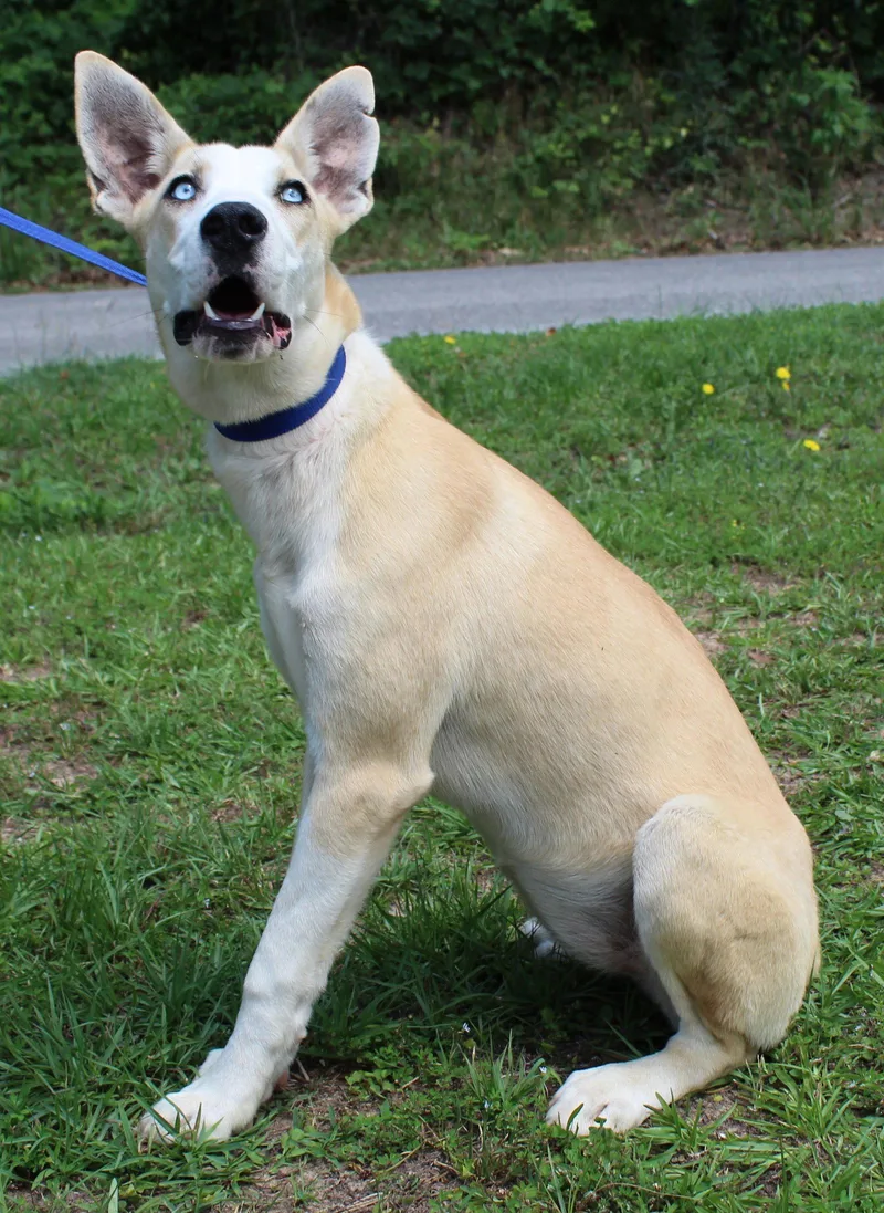 A young medium-sized female Husky dog named Bluebell for adoption in Prattville, AL