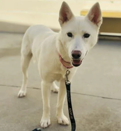 An adult large-sized female Mixed Breed dog named Maura for adoption in West Chester, PA