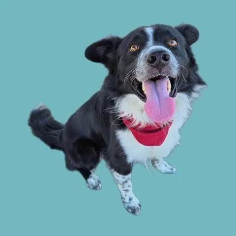 A young medium-sized male Black Smooth Collie dog named Jason  URGENT for adoption in Thousand Oaks, CA