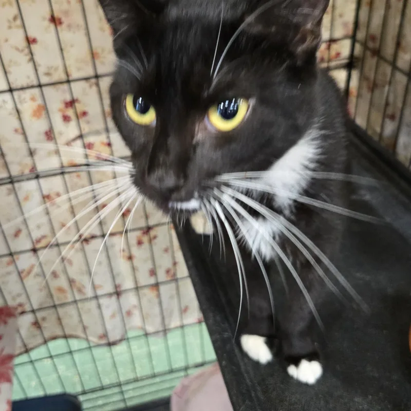 A baby medium-sized female Black & White / Tuxedo Domestic Short Hair cat named Wanda Rubenstein for adoption in Mokena, IL