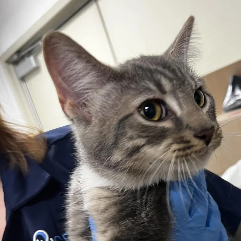 A young small-sized female Gray / Blue / Silver Domestic Medium Hair cat named 72597 for adoption in Harrisonburg, VA