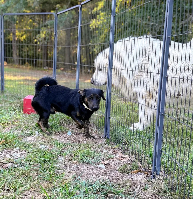 An adult small-sized male Dachshund dog named Toby for adoption in Fosters, AL