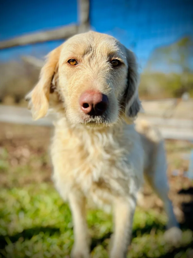 Honey Of Earl Nov thumbnail 2