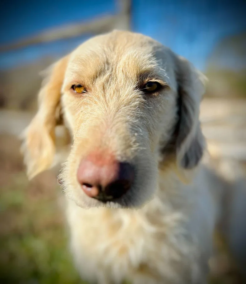 Honey Of Earl Nov thumbnail 3