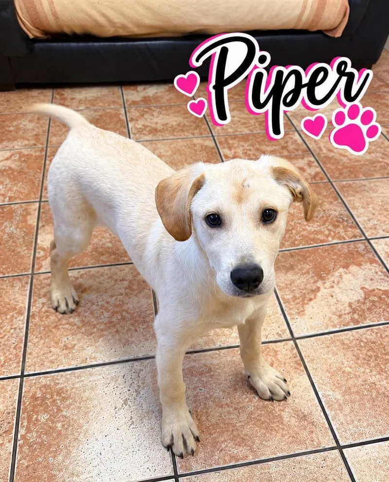 A young medium-sized female Labrador Retriever dog named Piper for adoption in Rock Hill, NY
