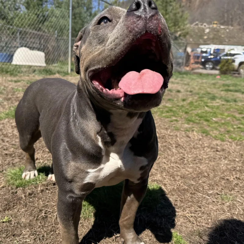 A young medium-sized female Gray / Blue / Silver American Bully dog named Brook for adoption in Woodbridge, CT