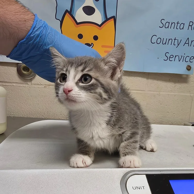 A baby small-sized female Gray / Blue / Silver Domestic Short Hair cat named Shirley for adoption in Milton, FL