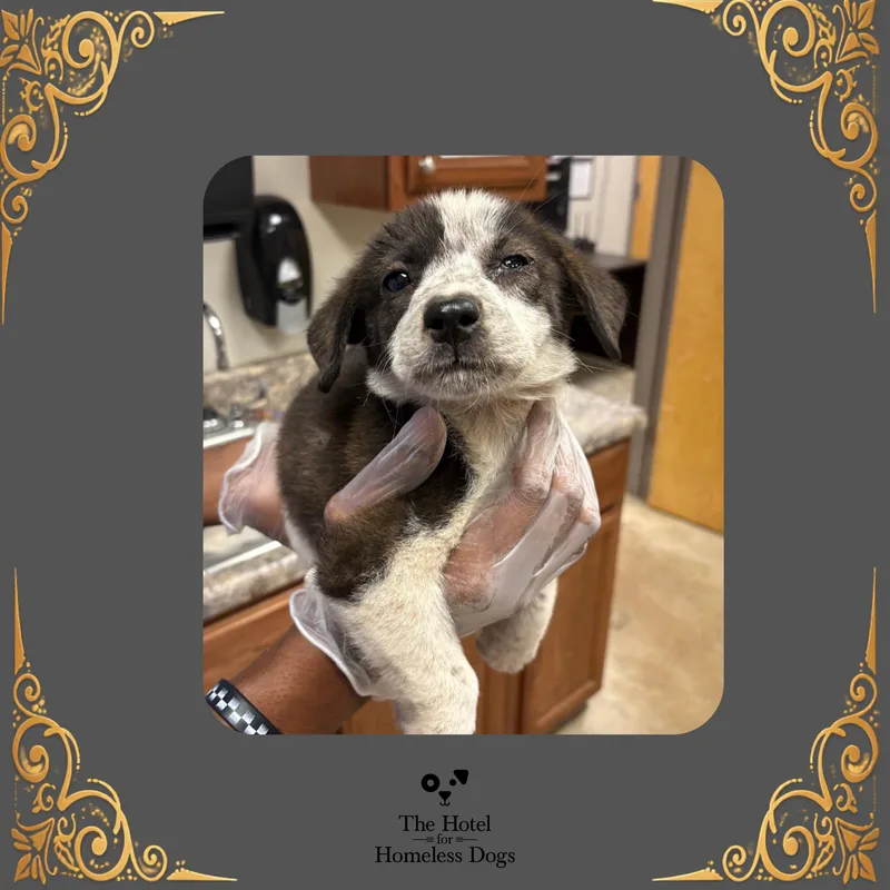 A baby medium-sized male Brindle Australian Cattle Dog / Blue Heeler dog named Spanky for adoption in Cumberland, RI