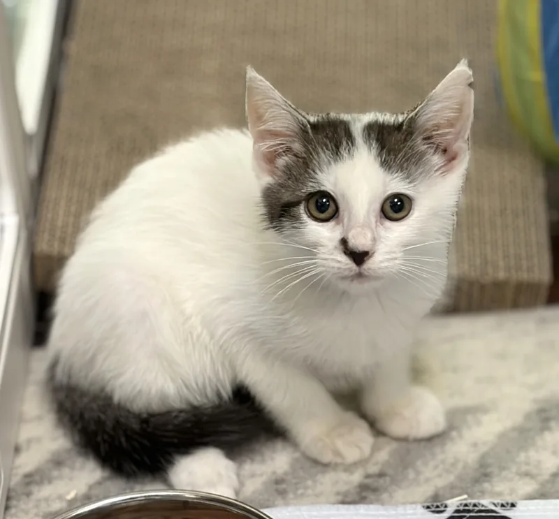 A baby medium-sized female White Domestic Short Hair cat named Venus for adoption in New Albany, OH