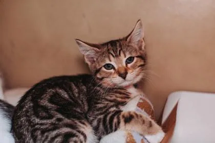 A young small-sized female Domestic Short Hair cat named A Turbinepetsmart James Island for adoption in North Charleston, SC