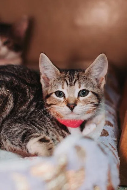 A Turbinepetsmart James Island thumbnail 2