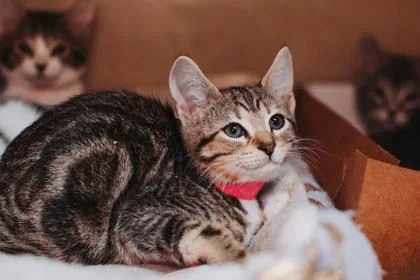 A Turbinepetsmart James Island thumbnail 3