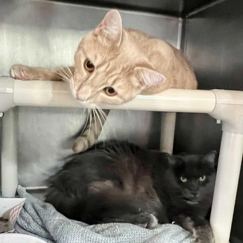 Axel  Cagemate & thumbnail 2