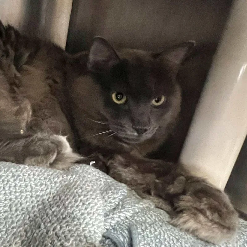 Axel  Cagemate & thumbnail 3