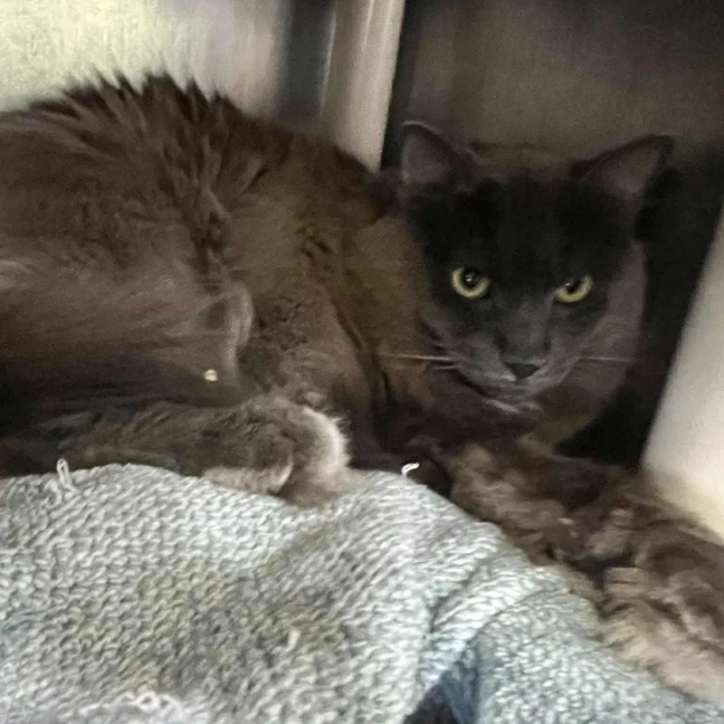 Axel  Cagemate & thumbnail 4