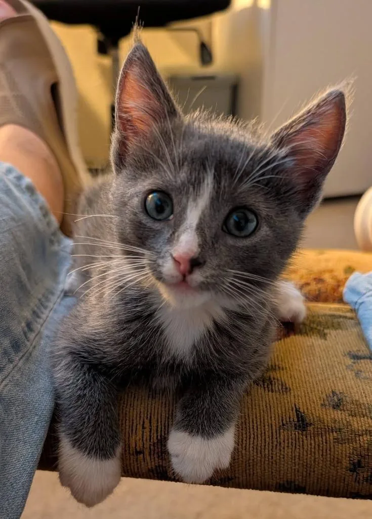 A baby small-sized male Domestic Short Hair cat named Little Sid for adoption in Magnolia, TX
