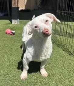 An adult small-sized male White / Cream Maltese dog named Remy for adoption in Oceanside , CA