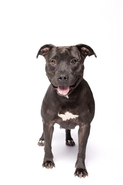 An adult large-sized female Terrier dog named Donna for adoption in Miami, FL